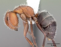 Camponotus planatus casent0103696 profile 1.jpg