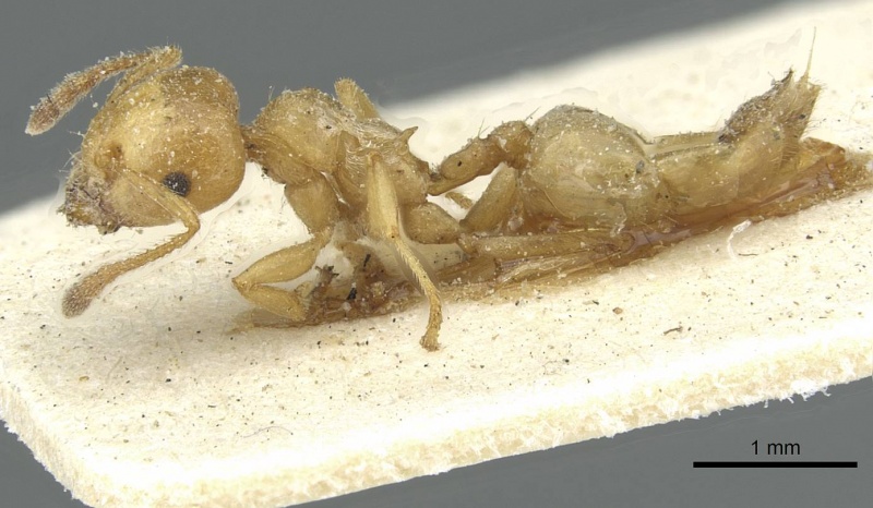 File:Crematogaster acaciae casent0912633 p 1 high.jpg