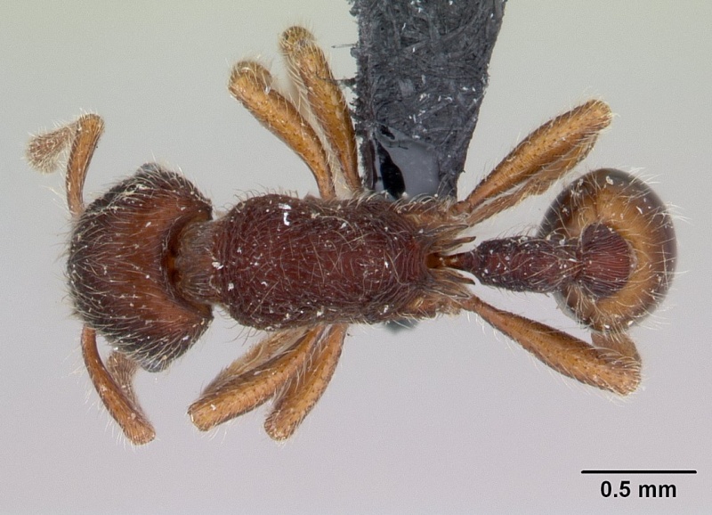 File:Hylomyrma reitteri casent0178655 dorsal 1.jpg