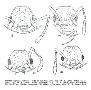 Kempf 1975 Thaumatomyrmex 2.jpg