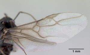 Lasius fuliginosus casent0172765 profile 2.jpg