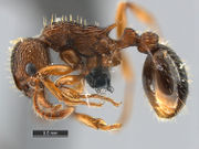 Myrmica-scabrinodis-MCZ001L.jpg