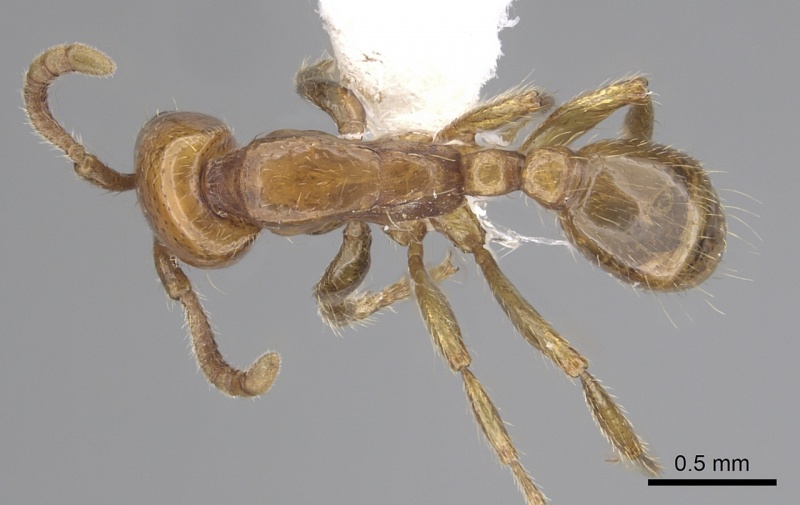 File:Neivamyrmex planidorsus casent0249501 d 1 high.jpg