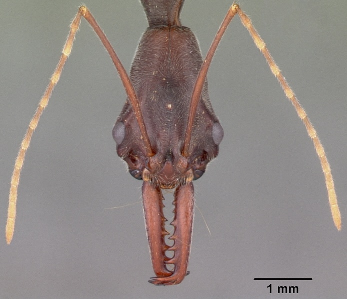 File:Odontomachus coquereli casent0104947 head 1.jpg