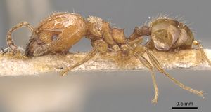 Pheidole chloe casent0904420 p 1 high.jpg