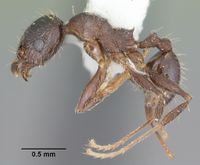 Pheidole diversipilosa casent0104396 profile 1.jpg