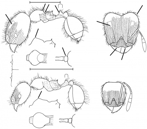 Pheidole styrax Wilson 2003.jpg