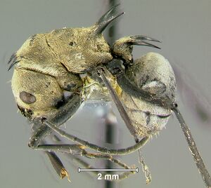 Polyrhachis-pellitaL1.6x.jpg