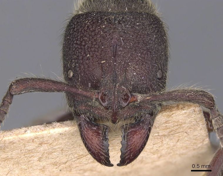 File:Pseudoneoponera havilandi casent0907253 h 1 high.jpg