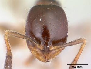 Solenopsis loretana casent0178136 head 1.jpg