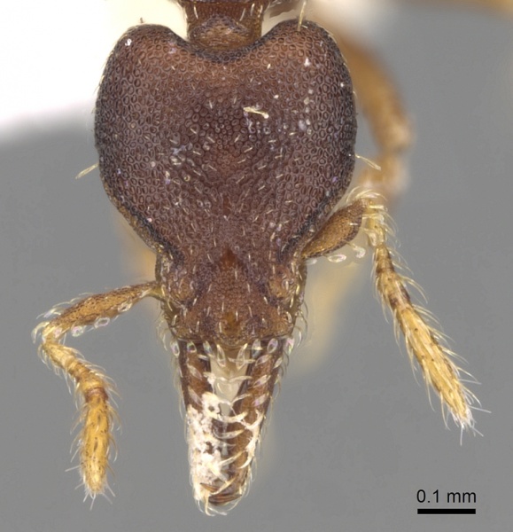 File:Strumigenys trieces casent0281982 h 1 high.jpg