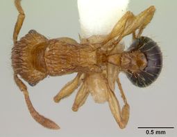 Tetramorium pinnipilum casent0178321 dorsal 1.jpg