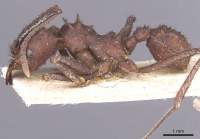 Acromyrmex hispidus casent0912454 p 1 high.jpg