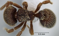 Calyptomyrmex taylori top view