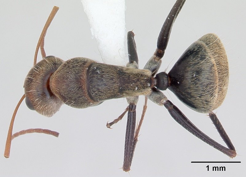 File:Camponotus blandus inbiocri002280809 dorsal 1.jpg