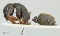 Camponotus ezotus focol2245 p 1 high.jpg