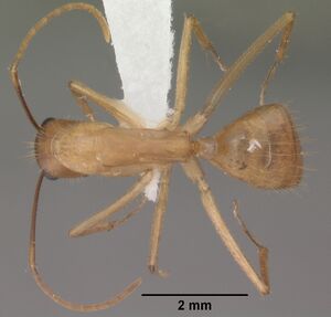 Camponotus festinatus casent0102775 dorsal 1.jpg