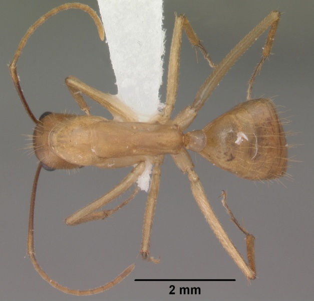 File:Camponotus festinatus casent0102775 dorsal 1.jpg