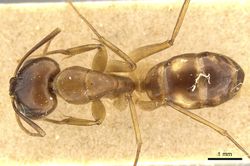 Camponotus guttatus minusculus casent0915600 d 1 high.jpg