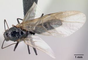 Camponotus manabo casent0496379 d.jpg