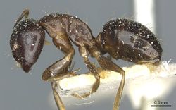 Camponotus roubaudi casent0912035 p 1 high.jpg
