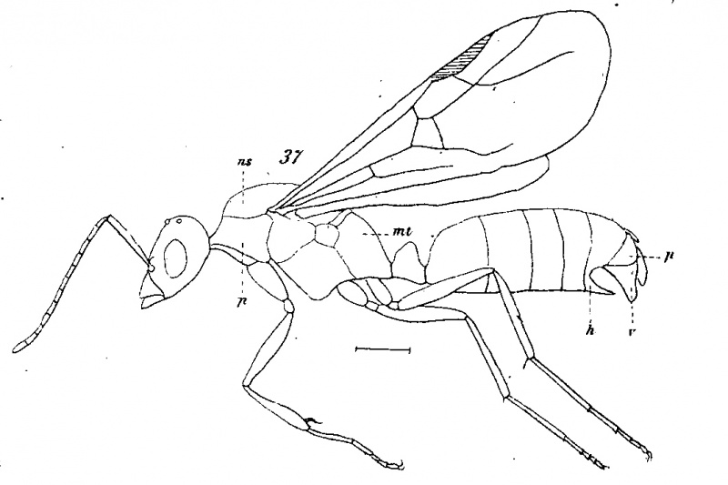 File:Mayr 1868c-108 Formica-flori.jpg