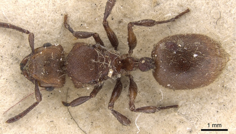 File:Meranoplus castaneus casent0901456 d 1 high.jpg