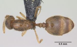 Monomorium sechellense casent0060393 dorsal 1.jpg