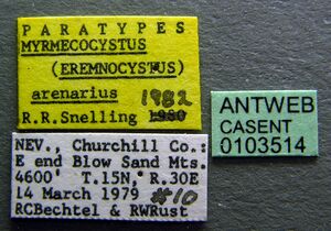 Myrmecocystus snellingi casent0103514 label 1.jpg