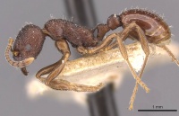 Myrmica smythiesii P casent0907657.jpg