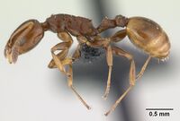 Nesomyrmex madecassus casent0487142 profile 1.jpg