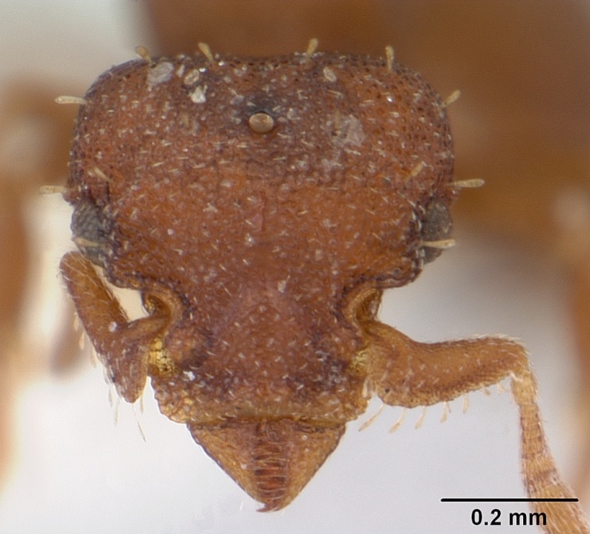 File:Octostruma balzani casent0178001 head 1.jpg