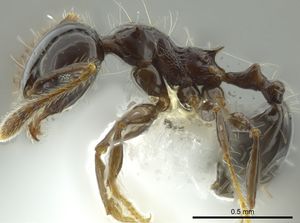 Pheidole cramptoni inb0003613114 p 1 high.jpg