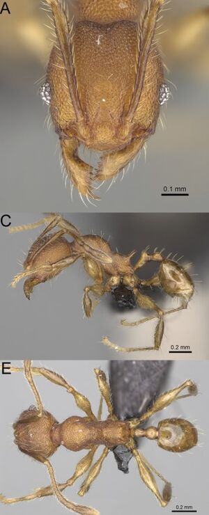 Pheidole manantenensis F37ace.jpg