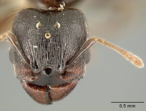 Pheidole walkeri inbiocri001237436 h 1 high.jpg