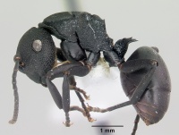 Polyrhachis sulawesiensis casent0103178 profile 1.jpg