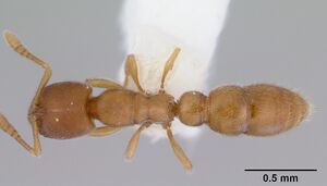 Prionopelta kraepelini casent0172314 dorsal 1.jpg