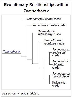 Temno clades.jpg