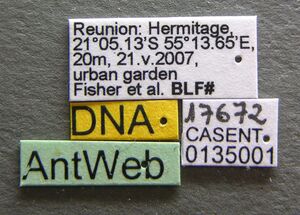 Tetramorium simillimum casent0135001 label 1.jpg