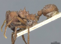 Acromyrmex pulvereus casent0912482 p 1 high.jpg