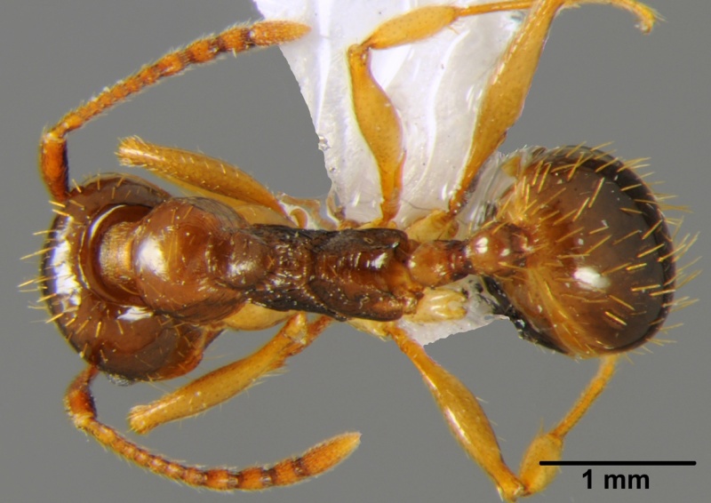 File:Aphaenogaster kurdica cfh000010 d 1 high.jpg