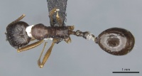 Aphaenogaster nadigi casent0913117 d 1 high.jpg