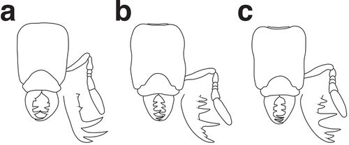 Booher et al 2019 Strumigenys F2.jpg