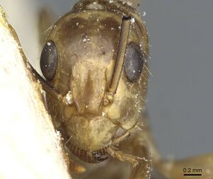 Camponotus abunanus casent0911886 h 1 high.jpg