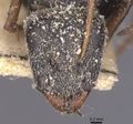 Camponotus auropubens jacob casent0911823 h 1 high.jpg