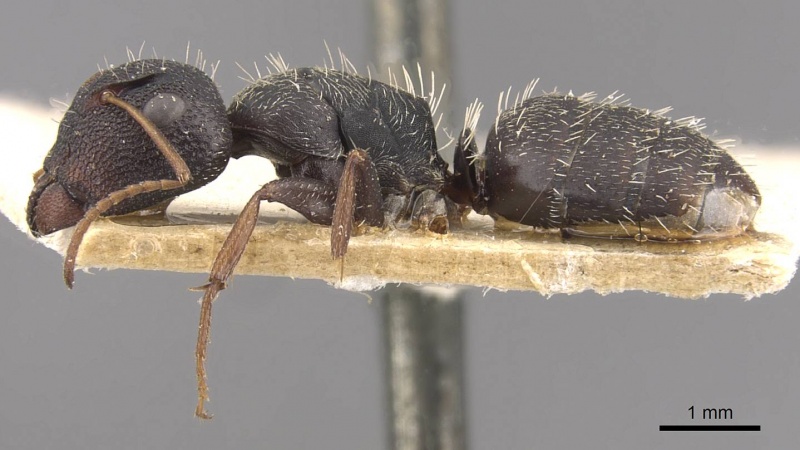 File:Camponotus confluens casent0910551 p 1 high.jpg