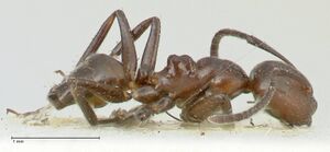 Camponotus ephippiatus focol2280 p 2 high.jpg