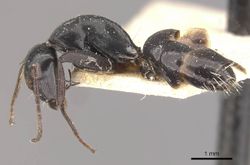 Camponotus tauricollis casent0910495 p 1 high.jpg