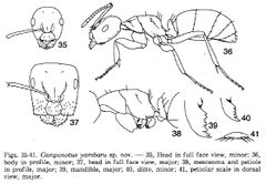 Camponotus yambaru F35-41.jpg