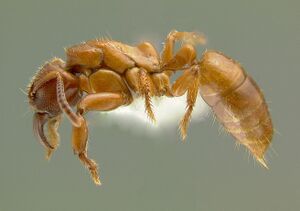 Centromyrmex-feaeL2x.jpg